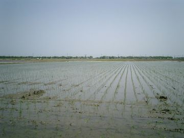 湿地の水を抜くことによって、広大な穀倉地帯が出来たわけだ