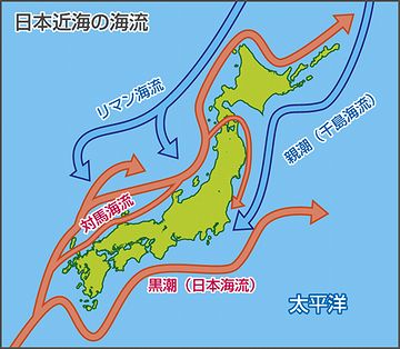 新潟沖は、暖流の対馬海流が流れてるからね