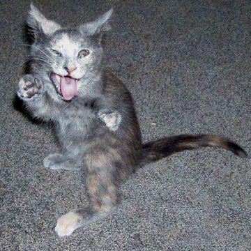 ボケてみただけじゃ
