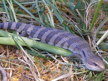 このトカゲ、体形が太めで、四肢が短い