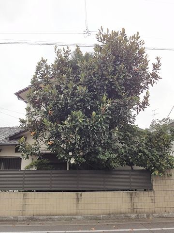 ちょっと茂りすぎ