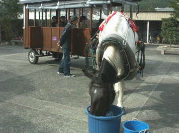 お馬さんは悠然と給油中