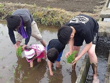 機械では植えにくい、コーナー部分の手植え