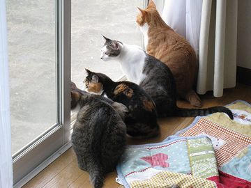 室内飼いの猫たち。外に興味津々。