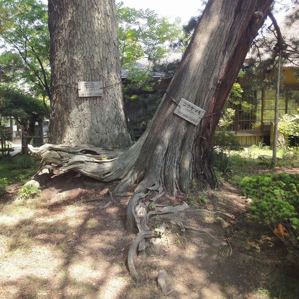 隣のモミは、反対側に傾いでるし