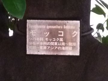 モッコク
