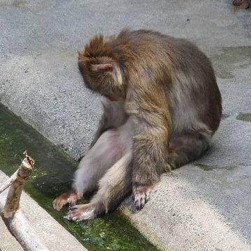 足湯ならぬ、足水で酷暑を耐える豊橋の猿