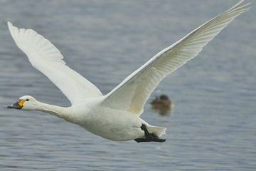 白鳥なら、白いイメージ