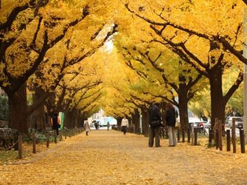 街路樹が色づくのも綺麗だし