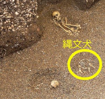 犬の骨は、縄文時代の早期の遺跡からも見つかる