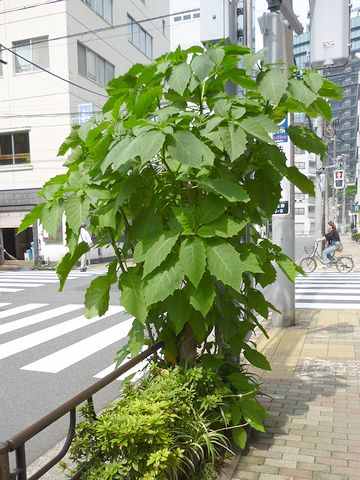 街路樹として植えられた木でしょうか？