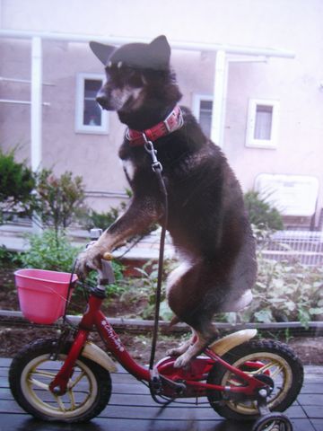 2度めに起こったのは、自転車に乗ってるとき