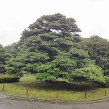 これも別の木みたいです