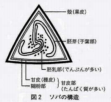 蕎麦の実の構造図