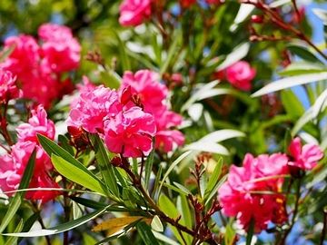 キョウチクトウの花