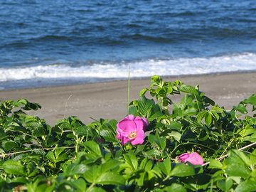 オホーツク海とハマナス。海が似合う花です。