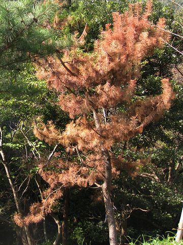 通水障害を起こして、ほぼ100%、枯れてしまうのよ