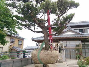 新潟県内のお宅でのアカマツの移植風景