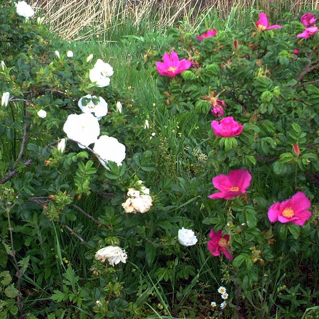 わたしが米山サービスエリアで撮った、ハマナス