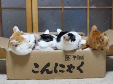 こんにゃくを最初に食べたくない人はどうするんだ?
