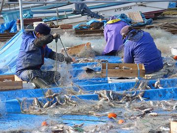 漁獲量も持ち直しつつあるようですよ