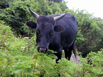 鹿児島県口之島に生息する野生の牛。和牛の原種だそうです。