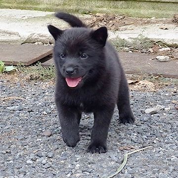 子熊みたいですね