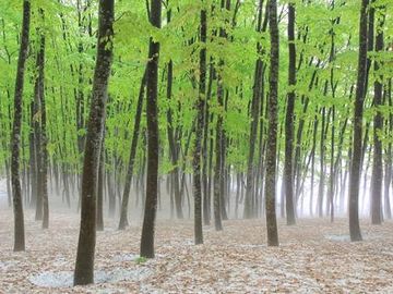 『美人林（びじんばやし）』。残雪の中の芽吹きです。