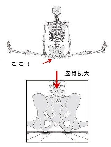 人間の座骨