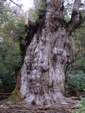 屋久島の“縄文杉”。樹齢4000年。