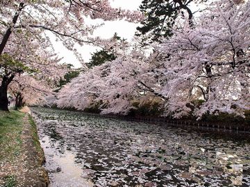 弘前城のサクラは、全国的に有名だよな