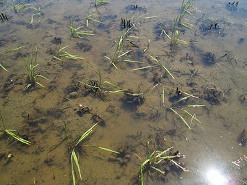 田んぼの水が抜けないのは……