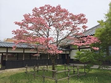 新潟県新発田市の宝光寺