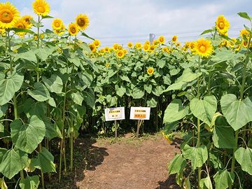 暑いでしょうね。ぜったいにイヤになります。