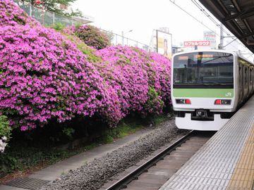 駒込駅のツツジ