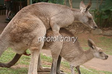カンガルーの交尾