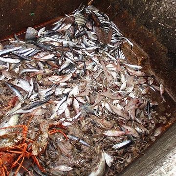 とある漁港で捨てられてる雑魚。保健所の指導により、一般人が食用に貰い受けることは出来ないとか。