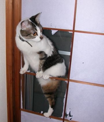 実際に、関所破りとかはあったんですか?