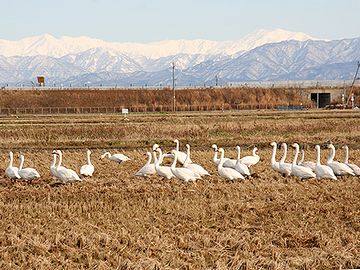ビッグスワンの周りでは、白鳥が落ち穂を拾ってる