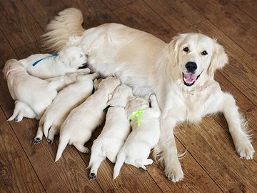 犬は多産で安産