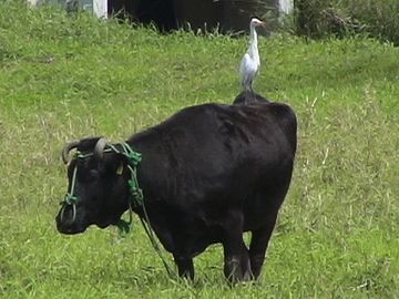 詐欺師の口上