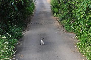 そういう猫って、いるんだってね