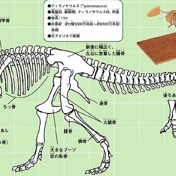 恐竜骨格図