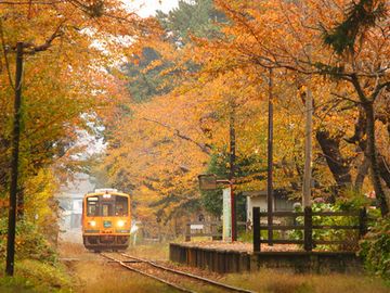 『芦野公園駅』。サクラの紅葉です。