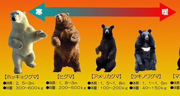 大きいほうが、体積に対する表面積の比率が小さい