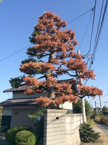 お屋敷の松が枯れてるのを良く見かけます