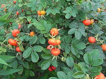 生食できます。でも、街路に植えられてる株には、薬剤が散布されてるかも。