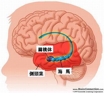 海の馬って書く“海馬(かいば)”って、脳にある器官の名前でもあるのよ