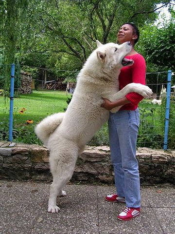 秋田犬のデカさがわかります