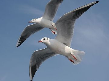 もし凍えそうなら、もっと南に行けばいい